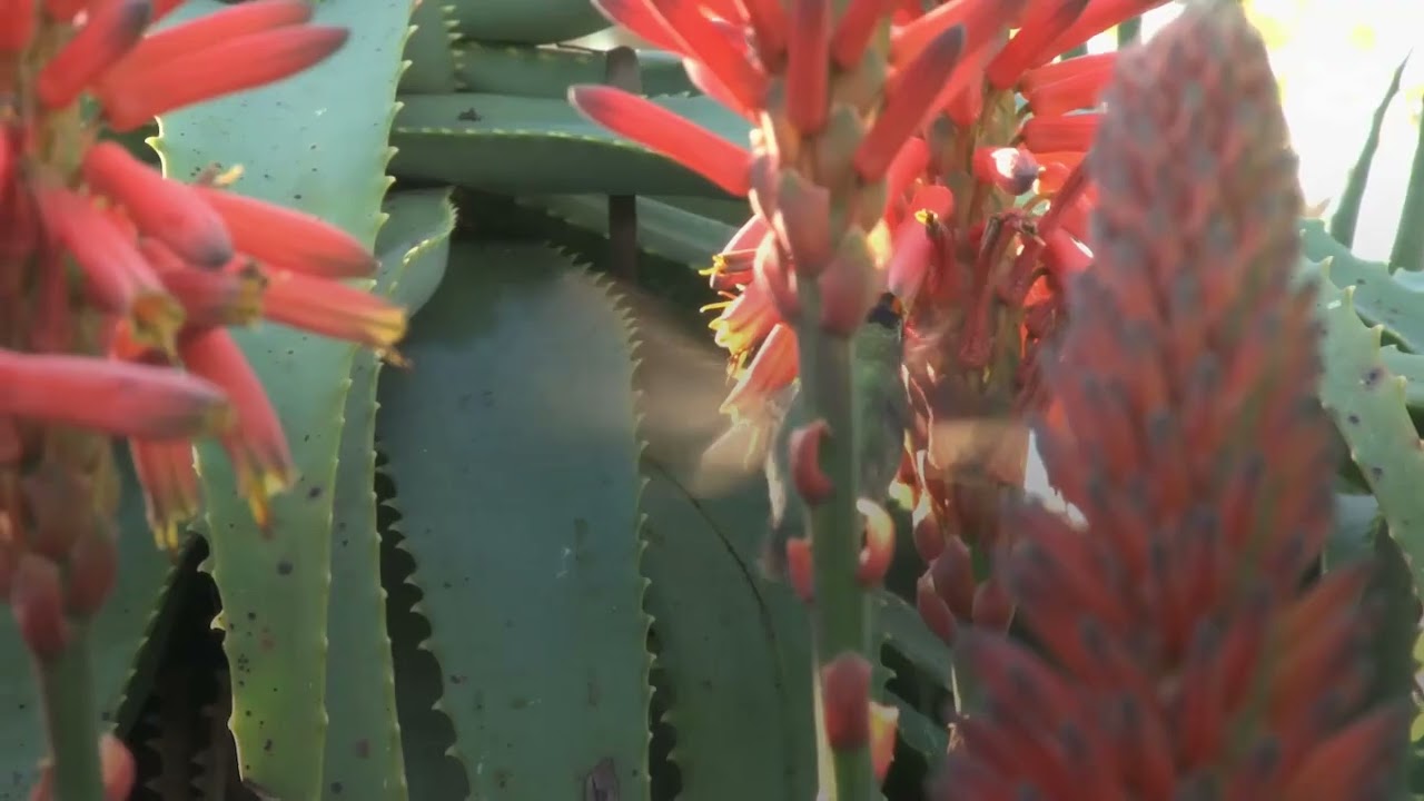 Neonicotinoid insecticides are accumulating in hummingbirds