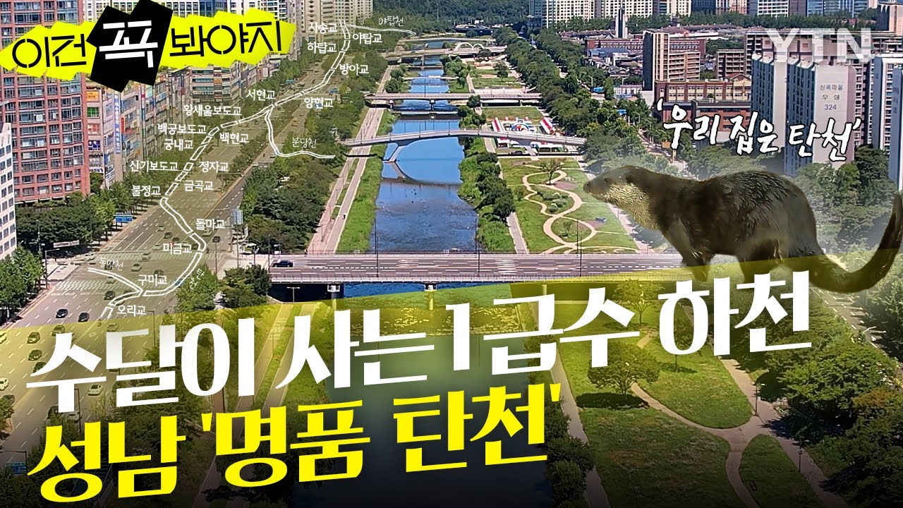 &ldquo;수달이 나타났다!&rdquo; 도심 한복판, 다시 숨 쉬는 성남의 &lsquo;명품 탄천&rsquo; [이건 꼭 봐야지]  / YTN ​