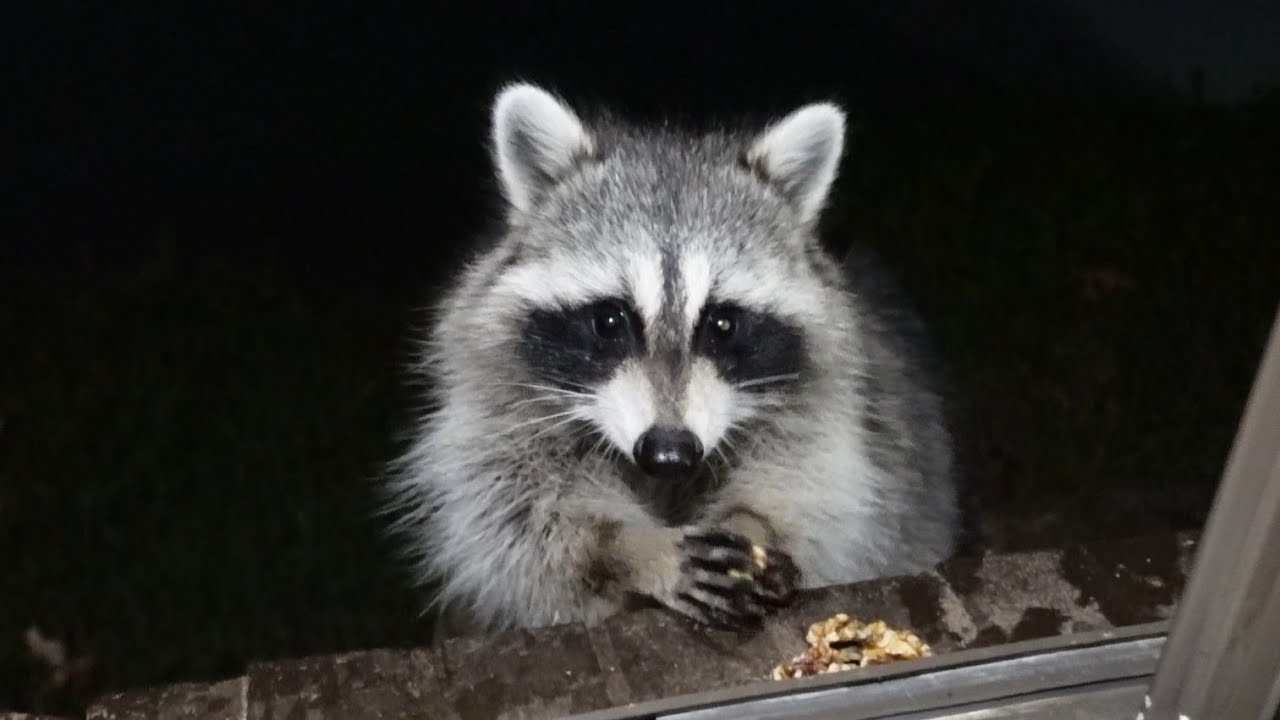 Raccoon comes to my window and does something hilarious