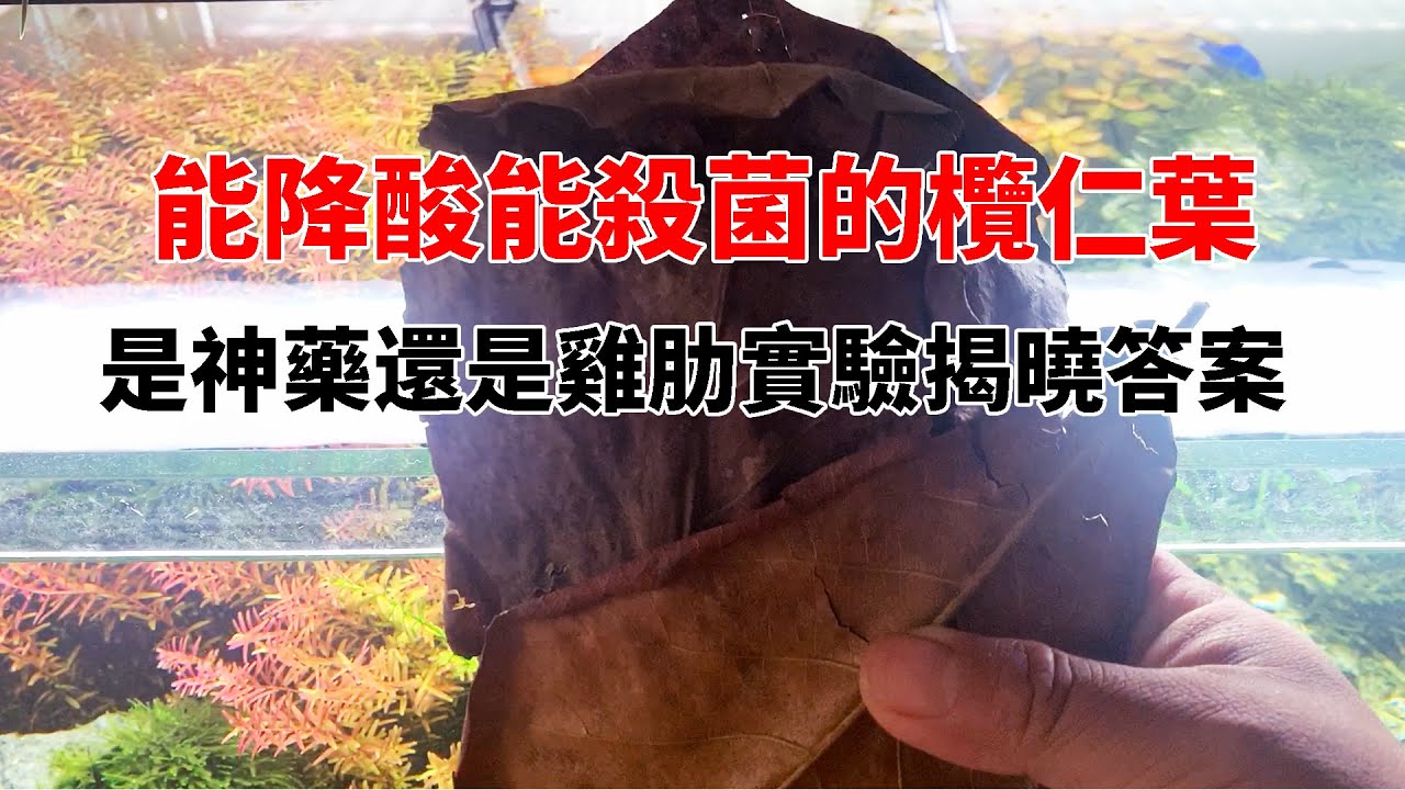 能降酸能殺菌的欖仁葉真的有宣傳的那麼好用嗎？是神藥還是雞肋實驗揭曉答案|Test of reducing pH of fish tank with olive kernel leaves.