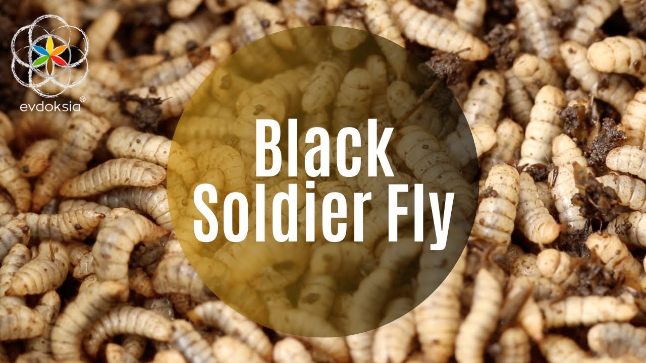 BSF - Siyah Asker Sineği