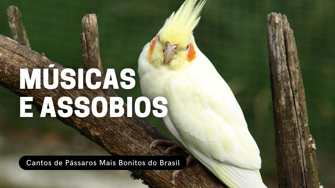 Musicas e Assobios Para Calopsitas 🐦 Ensinando Calopsita Cantar 🐦 Cockatiel Sounds