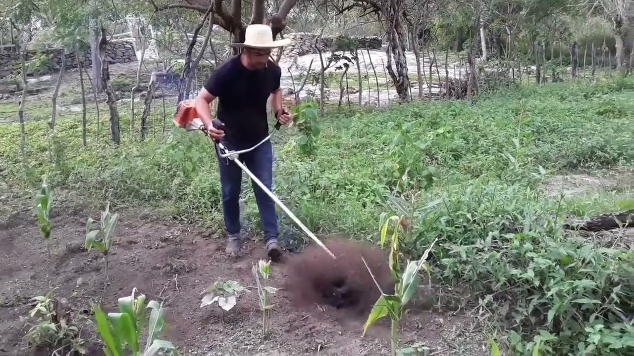 Testamos a enxada rotativa no milho.
