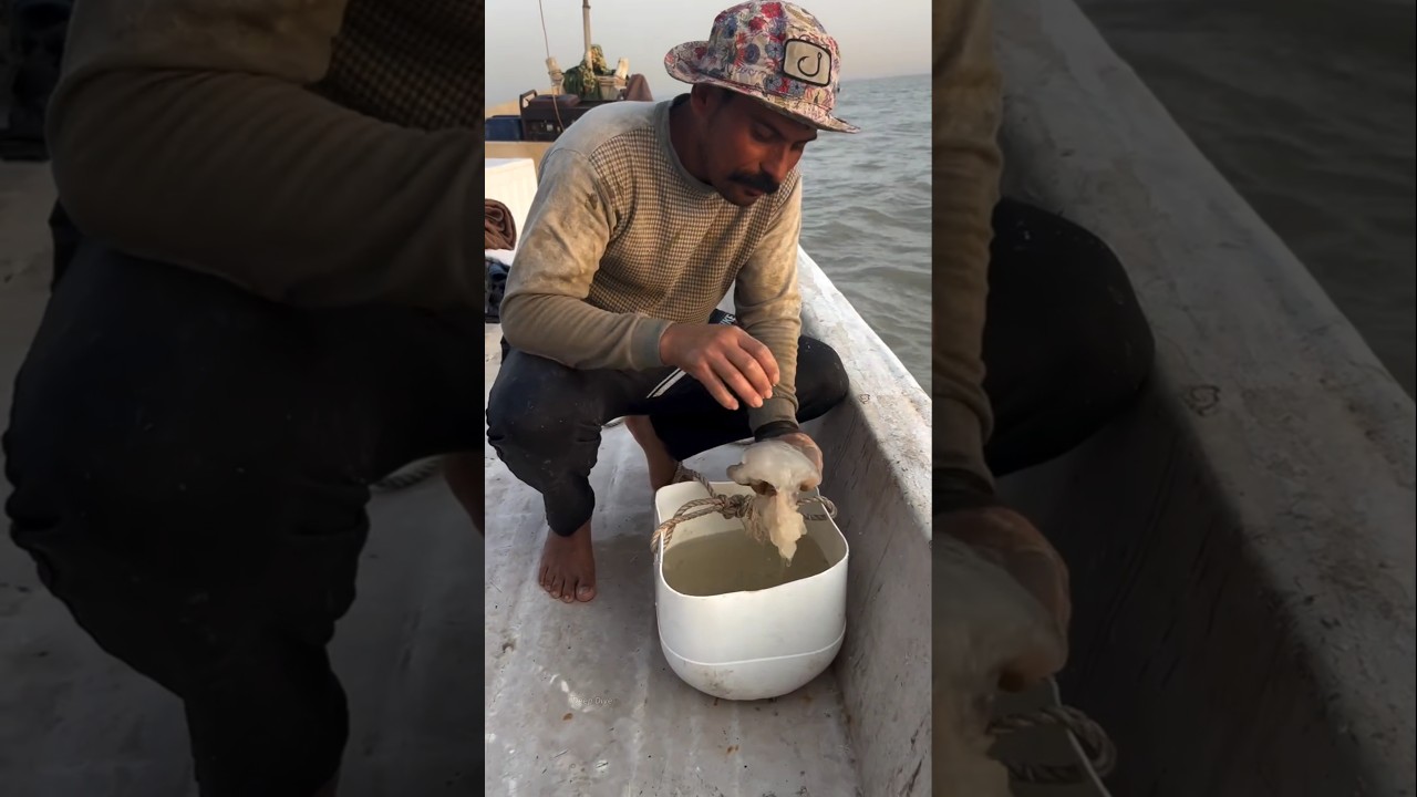 What do fishermen figure out when they see jellyfish? #shorts