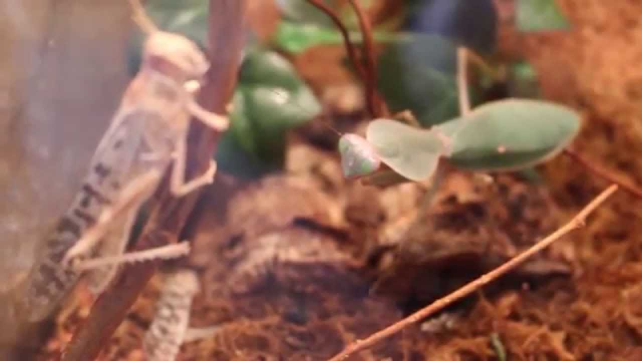 Rhombodera hunting - Rhombodera auf der Jagd (Mantis)