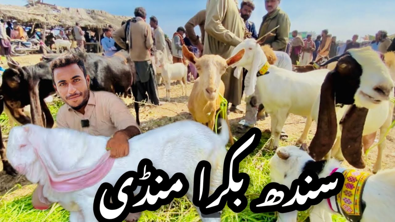 Sindh Bakra Mandi Latest Update 9 January 2026 😱 Bakra Mandi 2026 😍