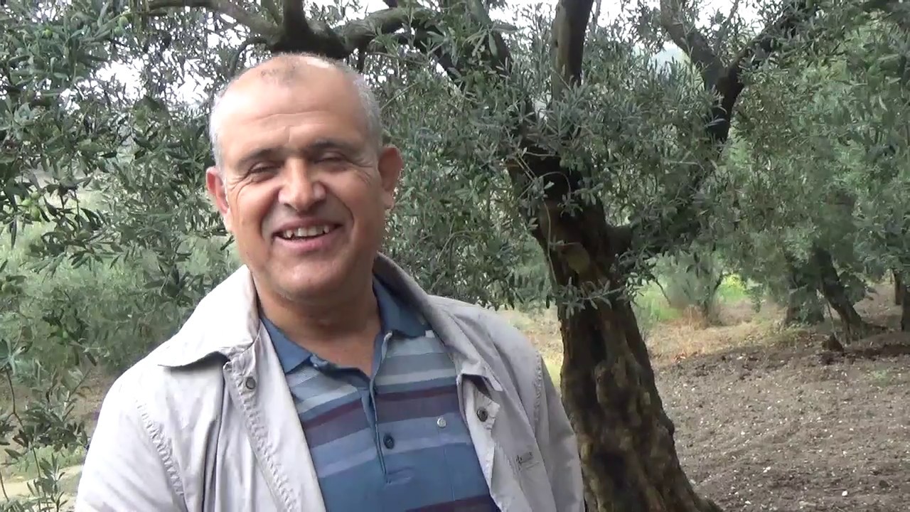 Mudanya Aydınpınar - Zeytin Ağacı Bakımı - Kuraklığın Zeytin Tarımına Etkisi