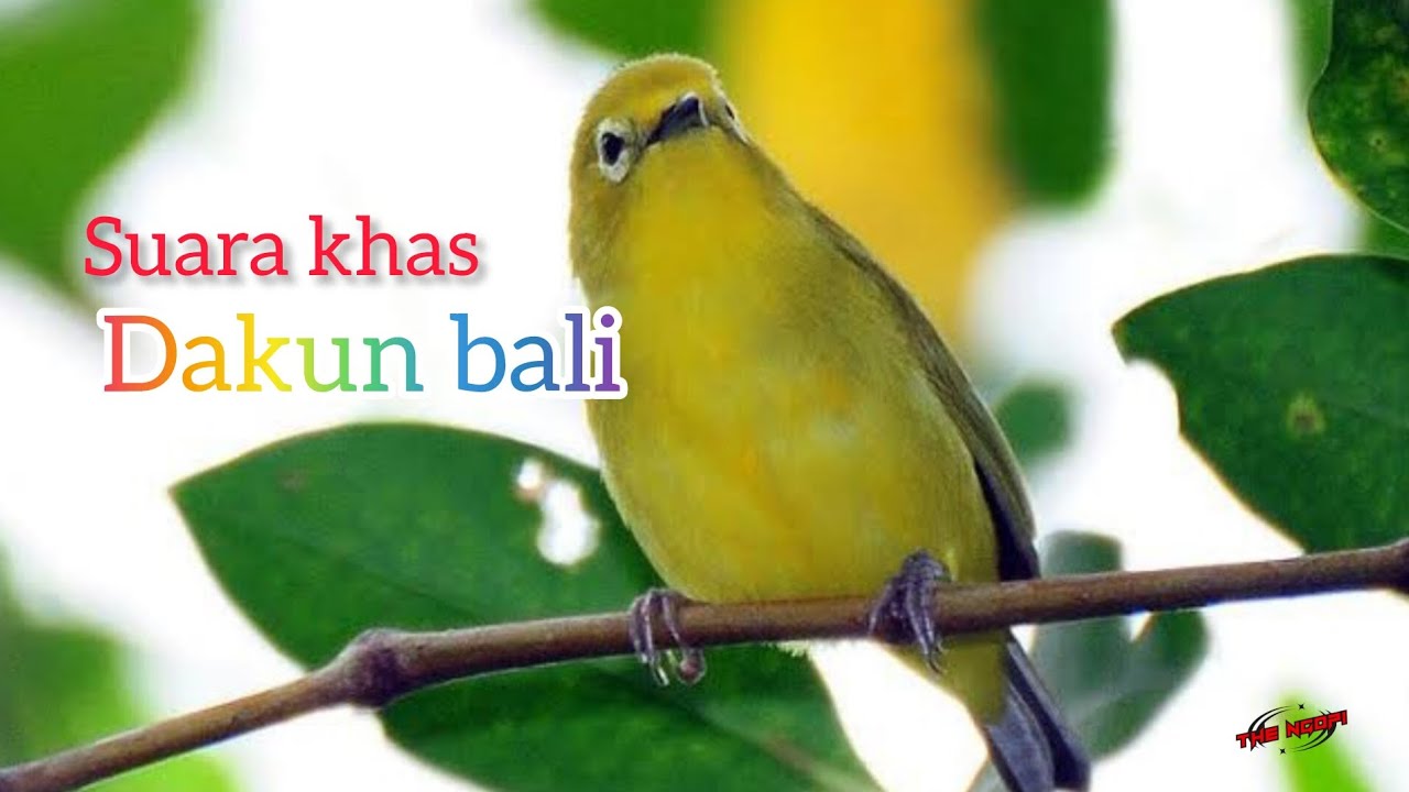 Masteran pleci dakun bali