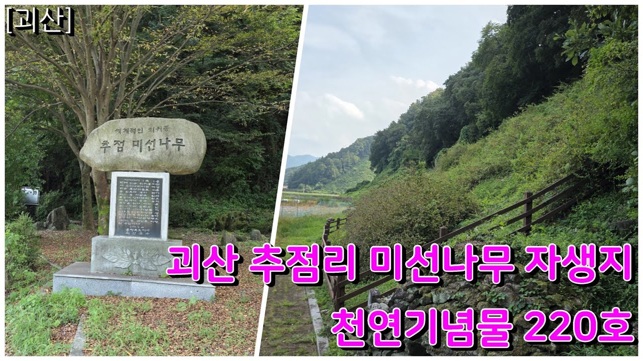 [괴산] 천연기념물 220호 추점리 미선나무 자생지