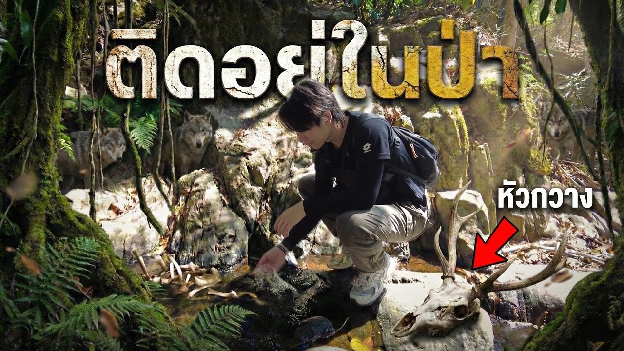 เข้าไปในถิ่นหมาป่า!! จังหวัดสระบุรี