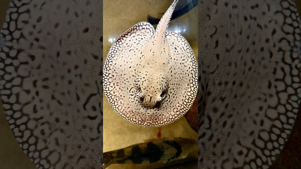 Mini Marbled Hybrid #rochen #potamotrygon #ray #stingray #fish #aquariumfish #aquarium #tropical