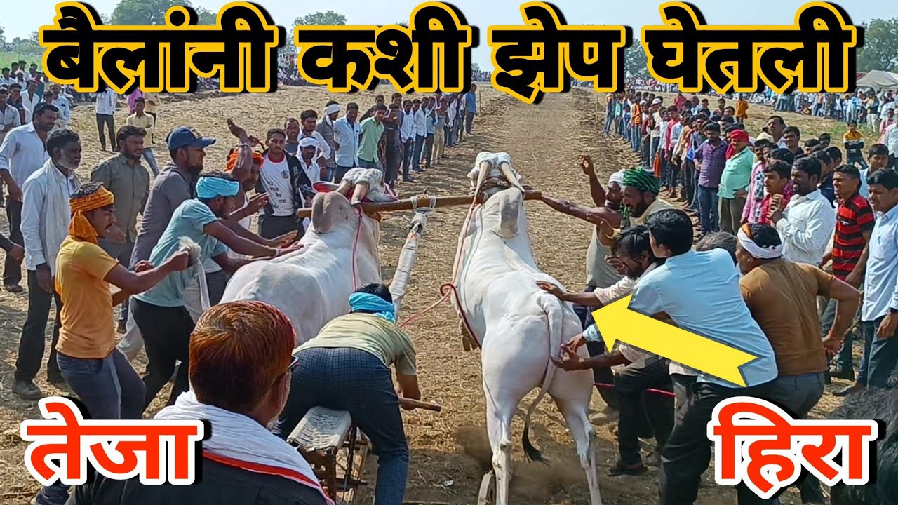 बैलांनी जिंकण्यासाठी कशी झेप घेतली । Shankarpat । bullockcart race । hira & teja @patPREMIwithZAIDKHAN  Pat