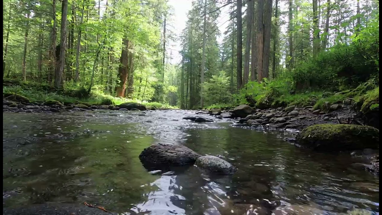 Forest River Ambience 🌿 Flowing Water Sounds for Deep Sleep, Relaxation & Stress Relief