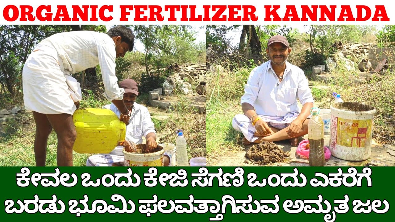 ಕೇವಲ ಒಂದು ಕೇಜಿ ಸೆಗಣಿ ಒಂದು ಎಕರೆಗೆ | ಬರಡು ಭೂಮಿಯನ್ನು ಫಲವತ್ತಾಗಿಸುವ ಅಮೃತ ಜಲ | organic fertilizer kannada