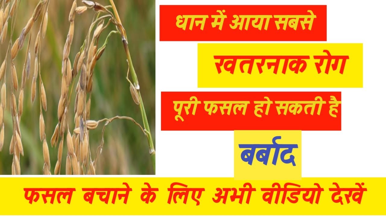 धान में ब्लास्ट /झुलसा रोग की पहचान , कारण और उपचार - dhaan me blast ya jhulsa Rog aur iska upchar