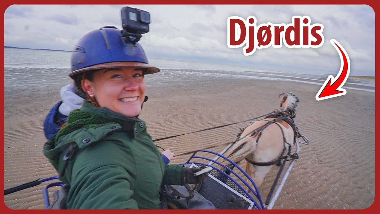 Dit is mijn oude bijrijdpaard Djørdis! Mennen over het strand 😍🌊 VLOGMAS #10