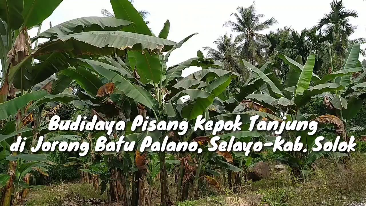 Budidaya Pisang Kepok, Petani Ini Raup Untung Puluhan Juta