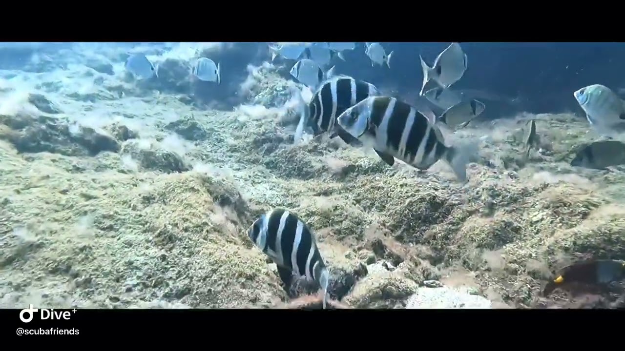 Diving Las Eras
