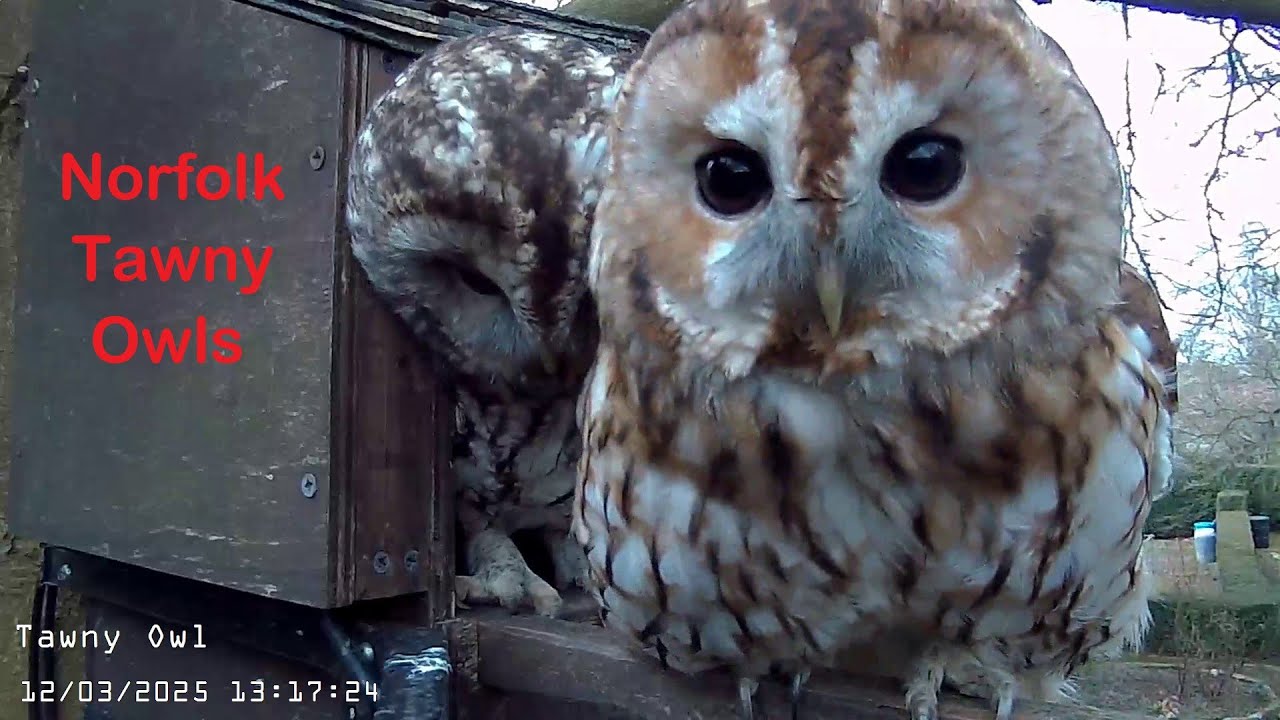 Norfolk Tawny Owls - Live