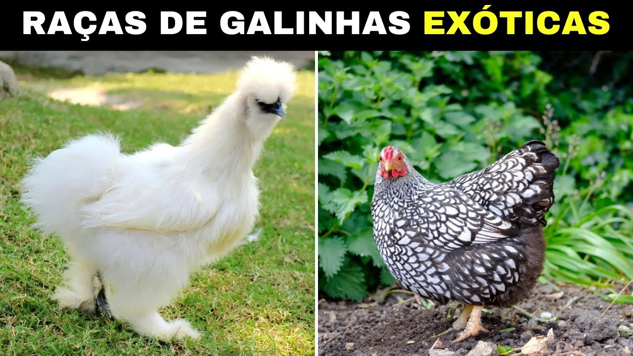 10 Raças de GALINHAS Exóticas Mais DIFERENTES e CURIOSAS Que Existem no Mundo