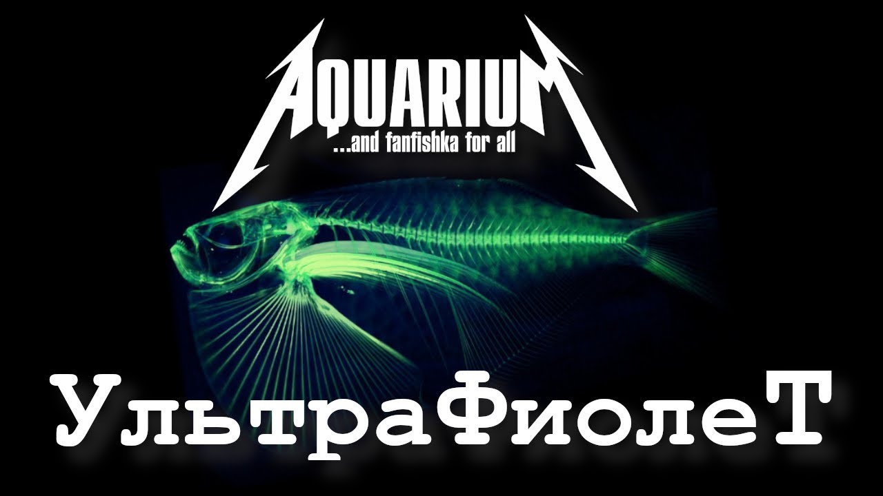 УФ СТЕРИЛИЗАТОР: зеленая вода, эвглена и прочие водоросли в аквариуме