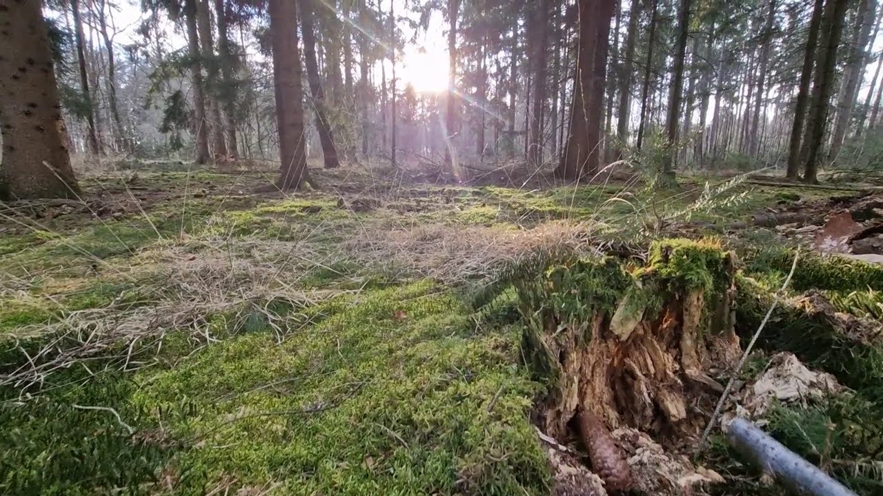 Erste Nacht mit meiner Tochter im Wald