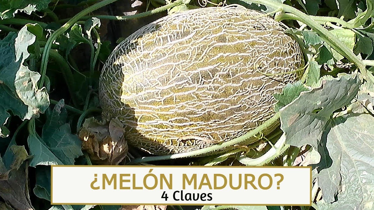 COMO SABER CUANDO UN MELÓN ESTÁ MADURO