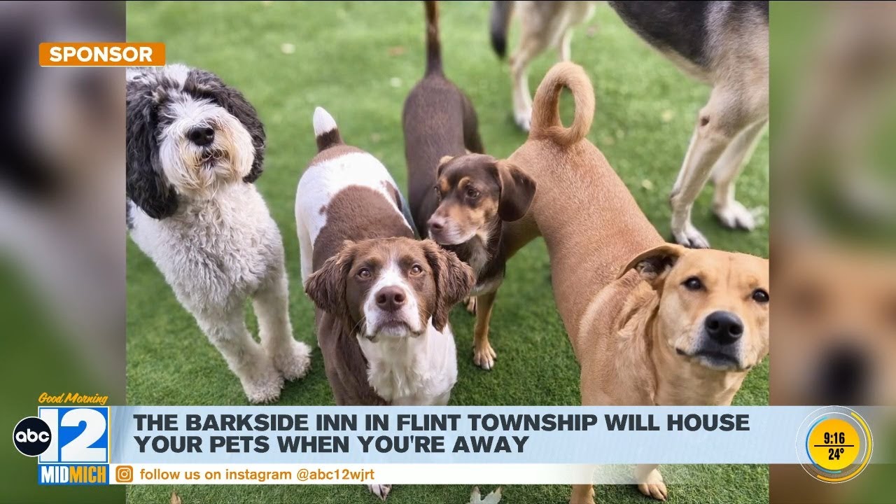 Doggy Daycare at Barkside Inn