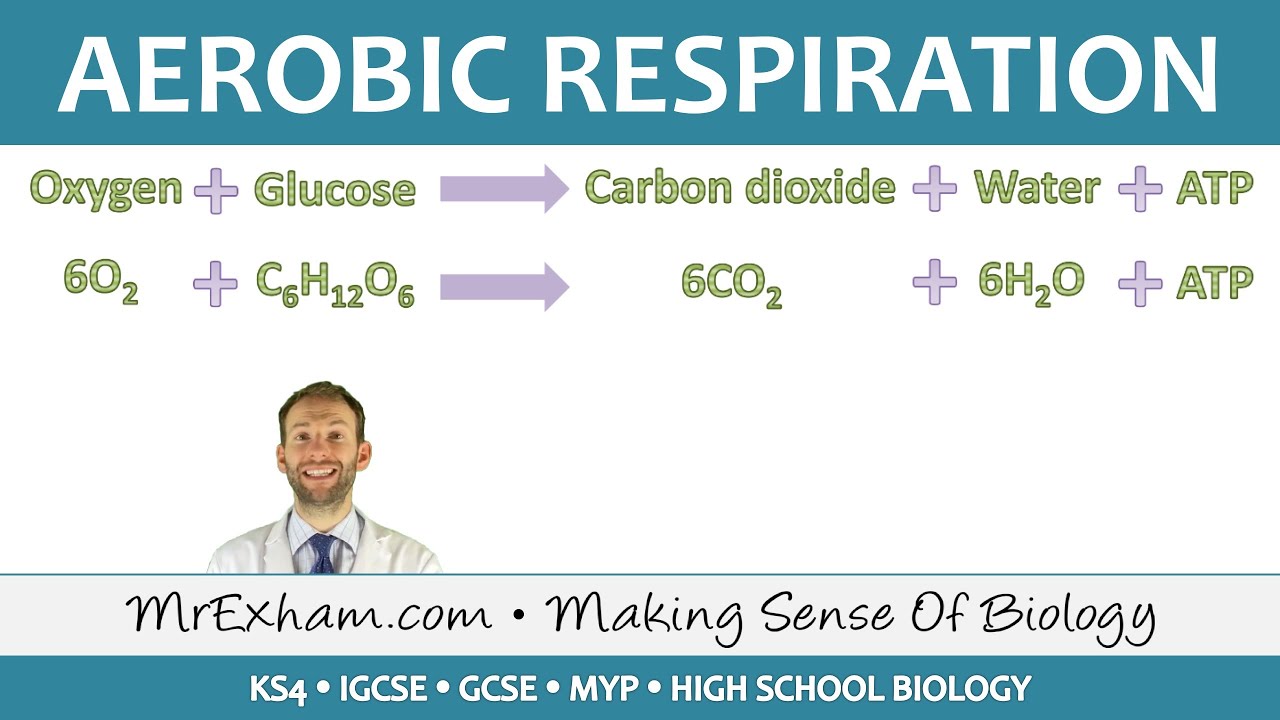 Aerobic Respiration - GCSE Biology (9-1)