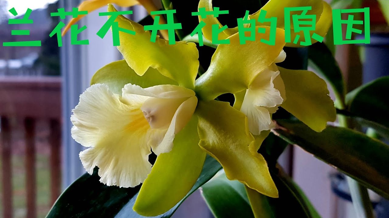 兰花不开花的原因