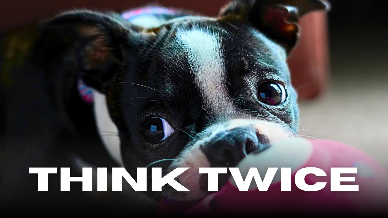 9 Big Reasons Boston Terriers Aren’t for Everyone