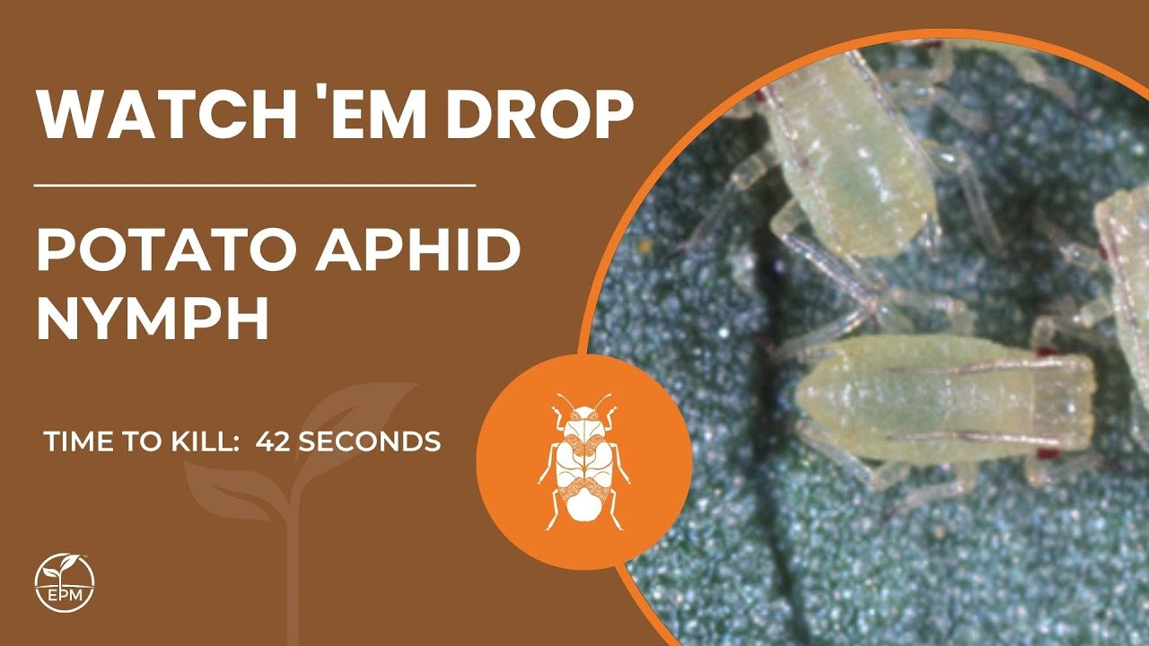 Potato Aphid Nymph Killed in 42 Seconds | Protection Plus Contact Kill