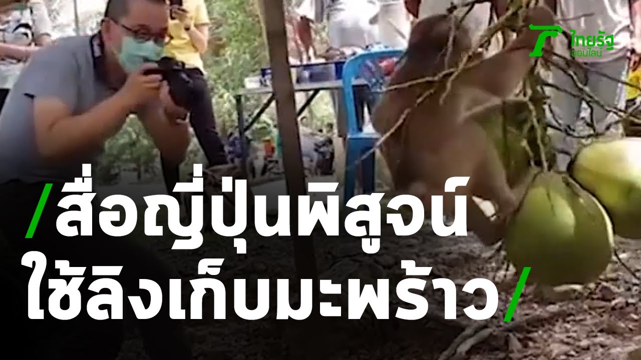 สำนักข่าวเกียวโดบุกพิสูจน์ใช้ลิงเก็บมะพร้าว | 12-07-63 | ข่าวเย็นไทยรัฐ เสาร์-อาทิตย์