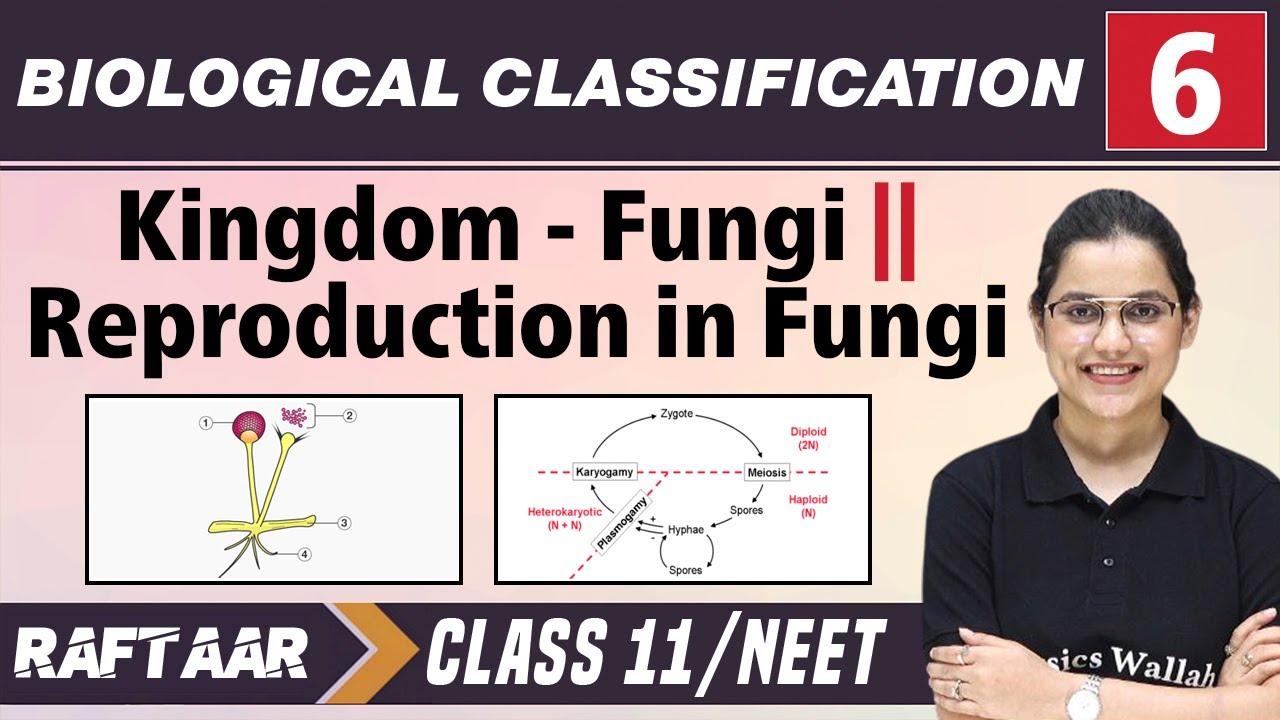 Biological Classification 06 | Kingdom - Fungi l Reproduction in Fungi l Class 11/NEET