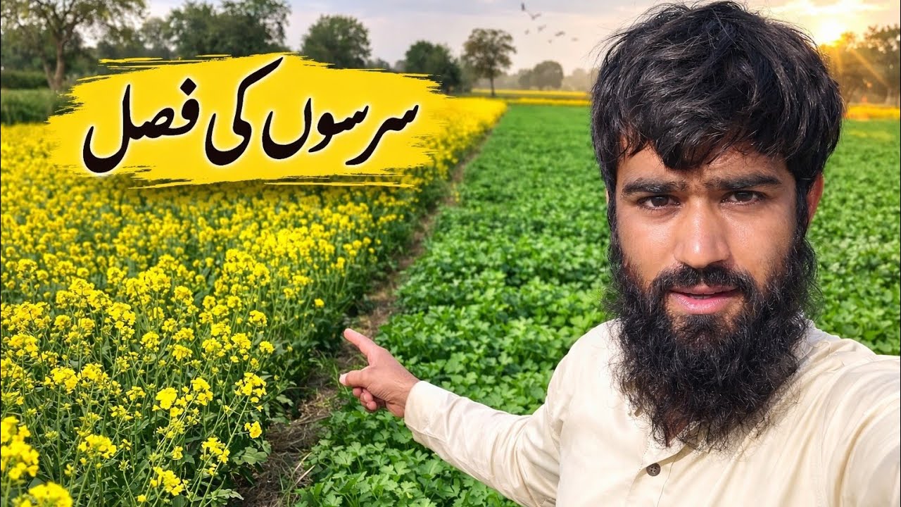 Sarsoo Ki Fasal | سرسوں کی فصل