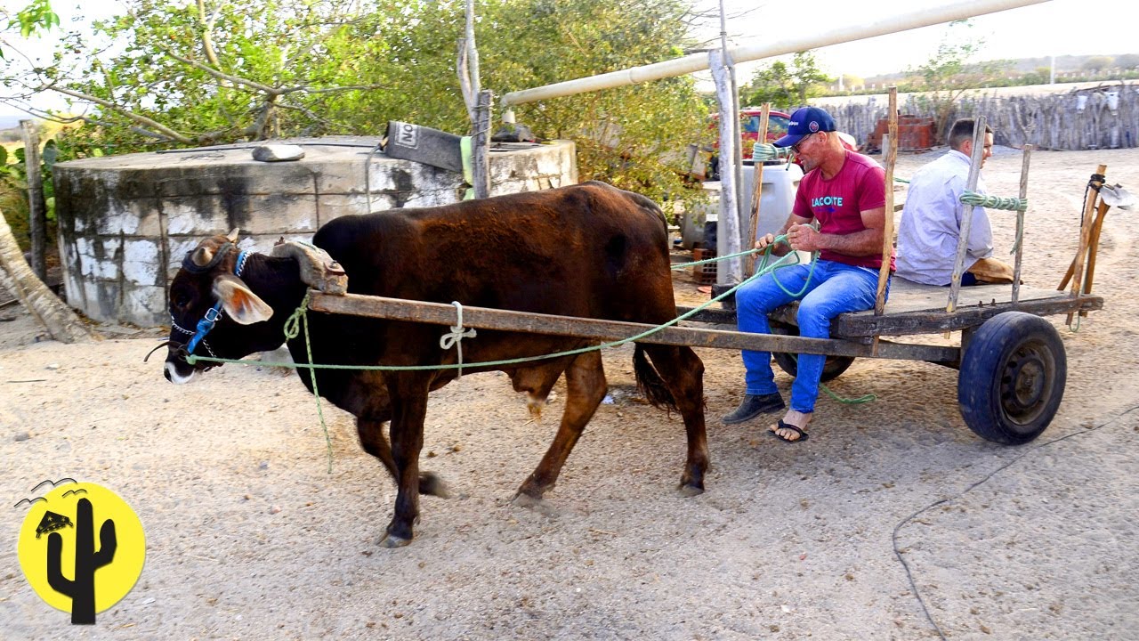 [VIDA NA ROÇA] Hugo coloca a Carroça no novo Boi de carroça e vai ao Campo pegar Capim - Parte 02 🌵