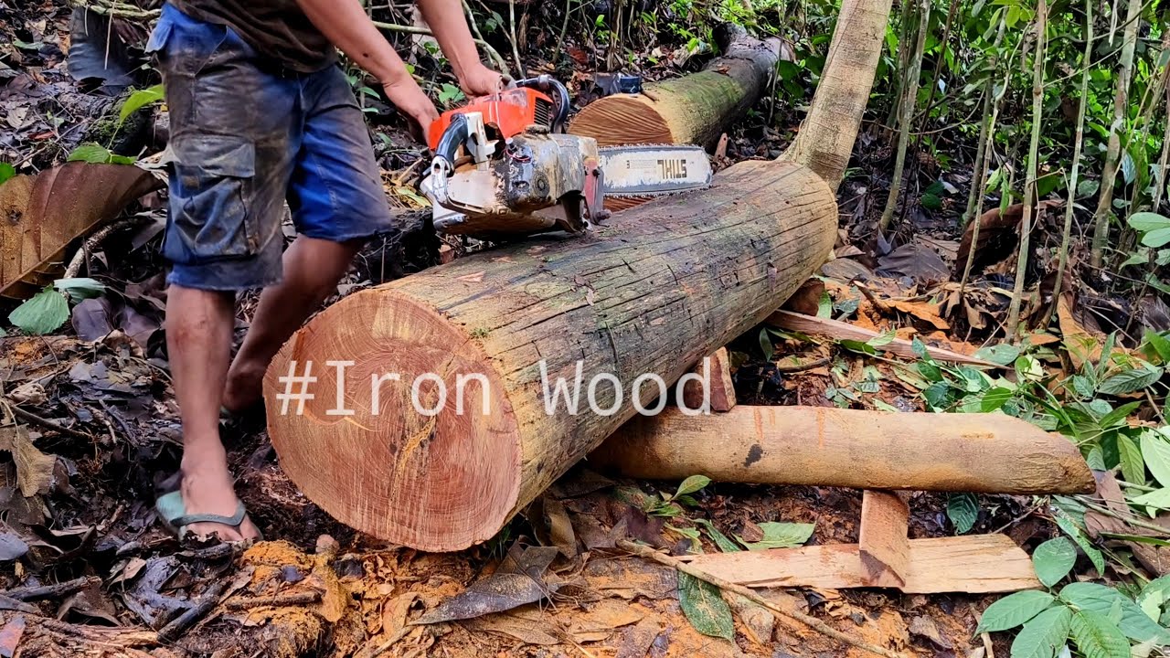 Keterampilan Mengolah Kayu Kecil Menjadi balok super lurus... Chainsaw Kalimantan