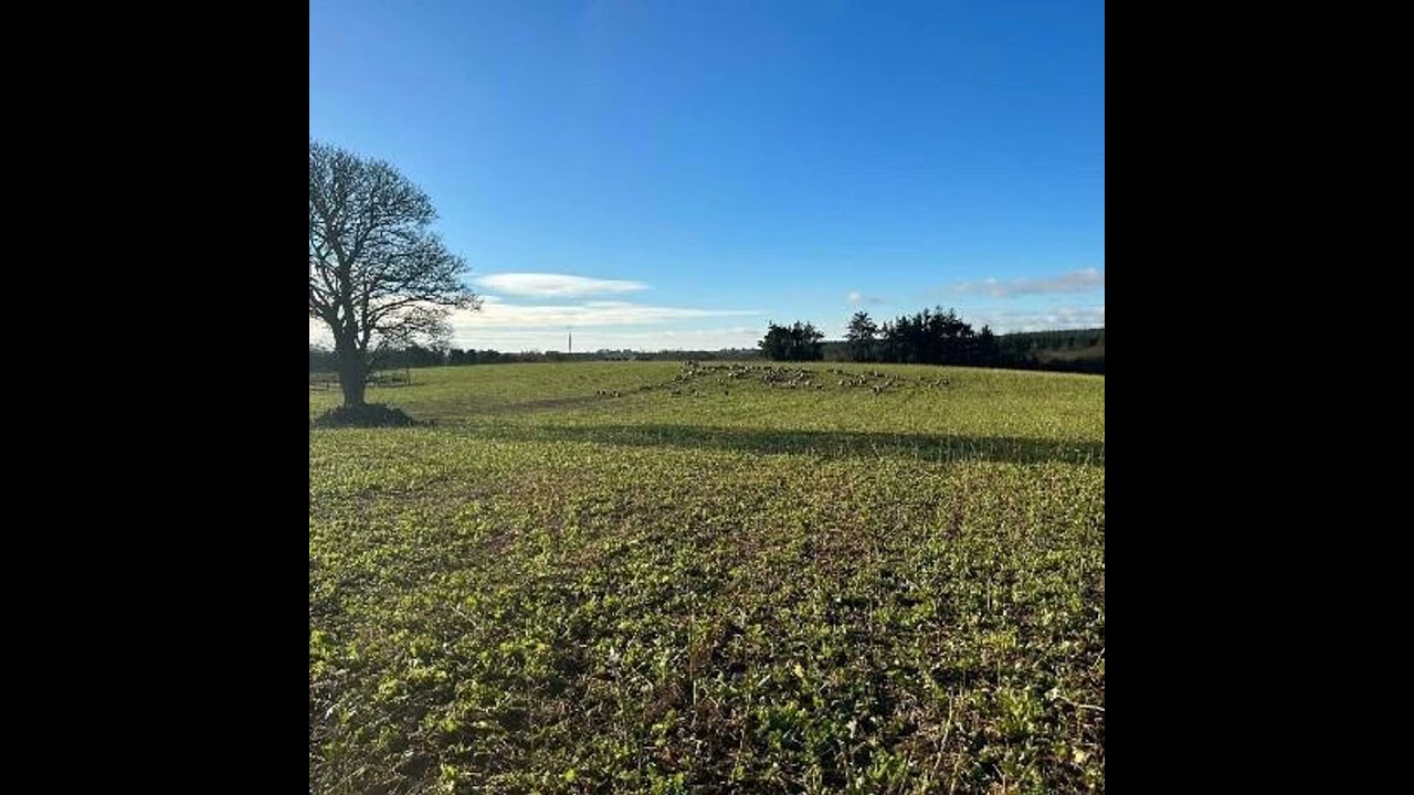 Cover Crop Control Options Explained