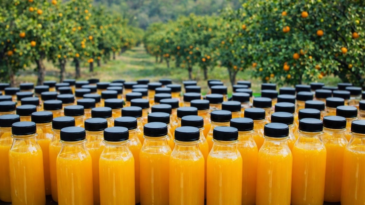 Día de recolecta de naranja en el Levante | Preparando la reserva de zumo para el verano 🍊