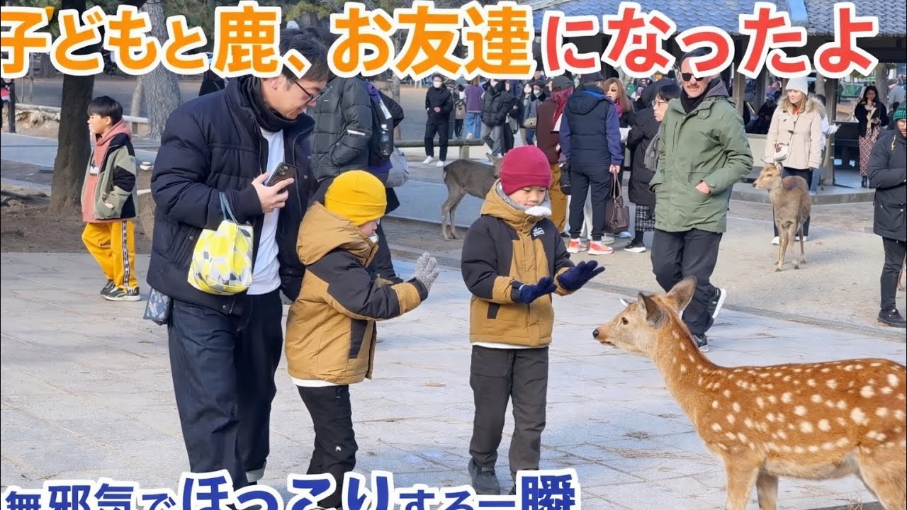 子どもと鹿、奈良公園で心がほっこりする瞬間 🦌👶 
