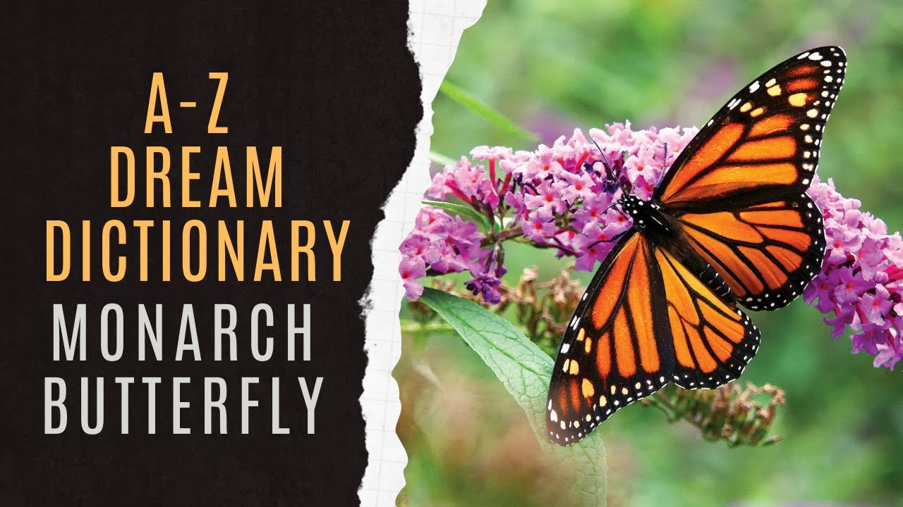 🦋Understanding Monarch Butterfly Dreams | Dream Of Monarch Butterfly Meaning