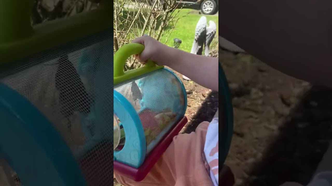 Catching caterpillars that will turn into butterflies!