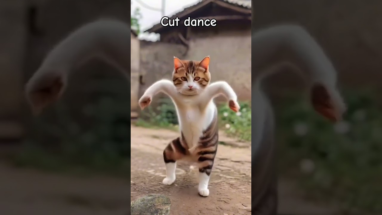 Cat dance video/Short/ 