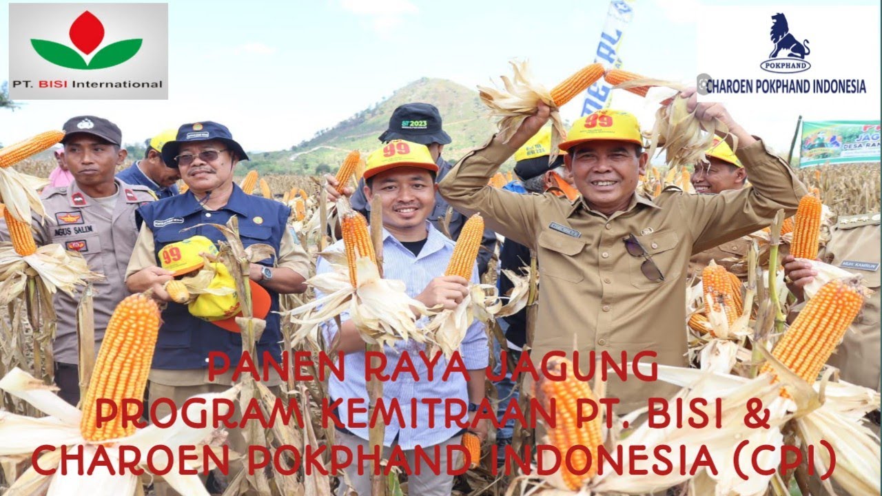 Panen Raya Jagung Kemitraan PT Bisi Internasional dan PT. Charon Pokphan Indonesia||jagung bisi||