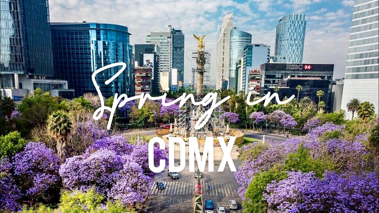 Spring in Mexico City | Best spots to see the Jacaranda Blossom Season in CDMX