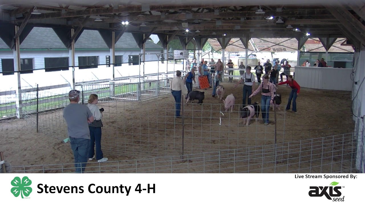 2025 Swine Show | Stevens County 4-H