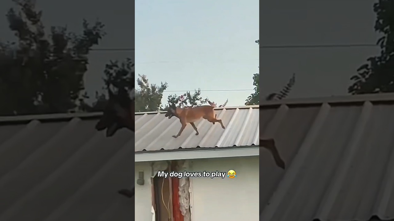 Dogs being idiots part 222: Dog Parkour 🤣🐕 #funnydog #funnypet #cutedog #dog #pets #shorts