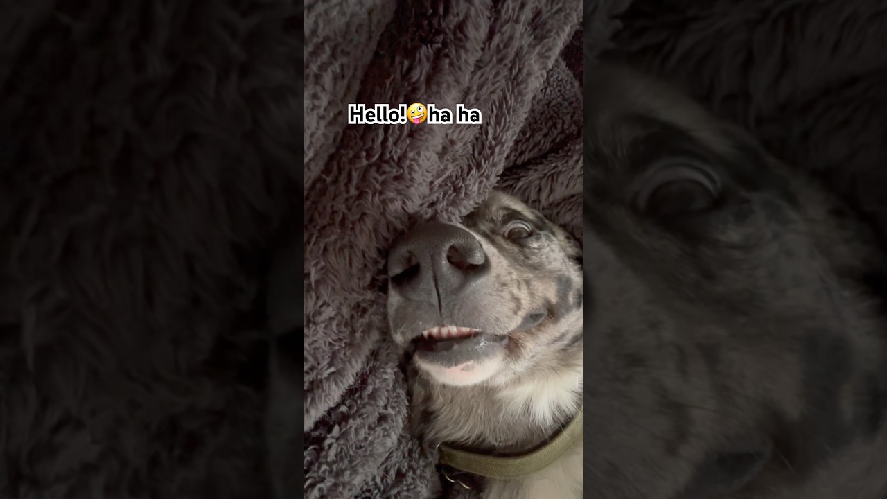 Забавный мальчик 😂 #gsds #funnydogvideos #dog #dogshorts #trend #irritating #fyp #shorts #dogsofy...