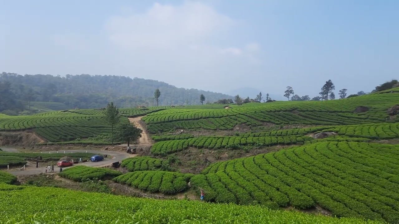 Letchmi Estate,Munnar,Idukki
