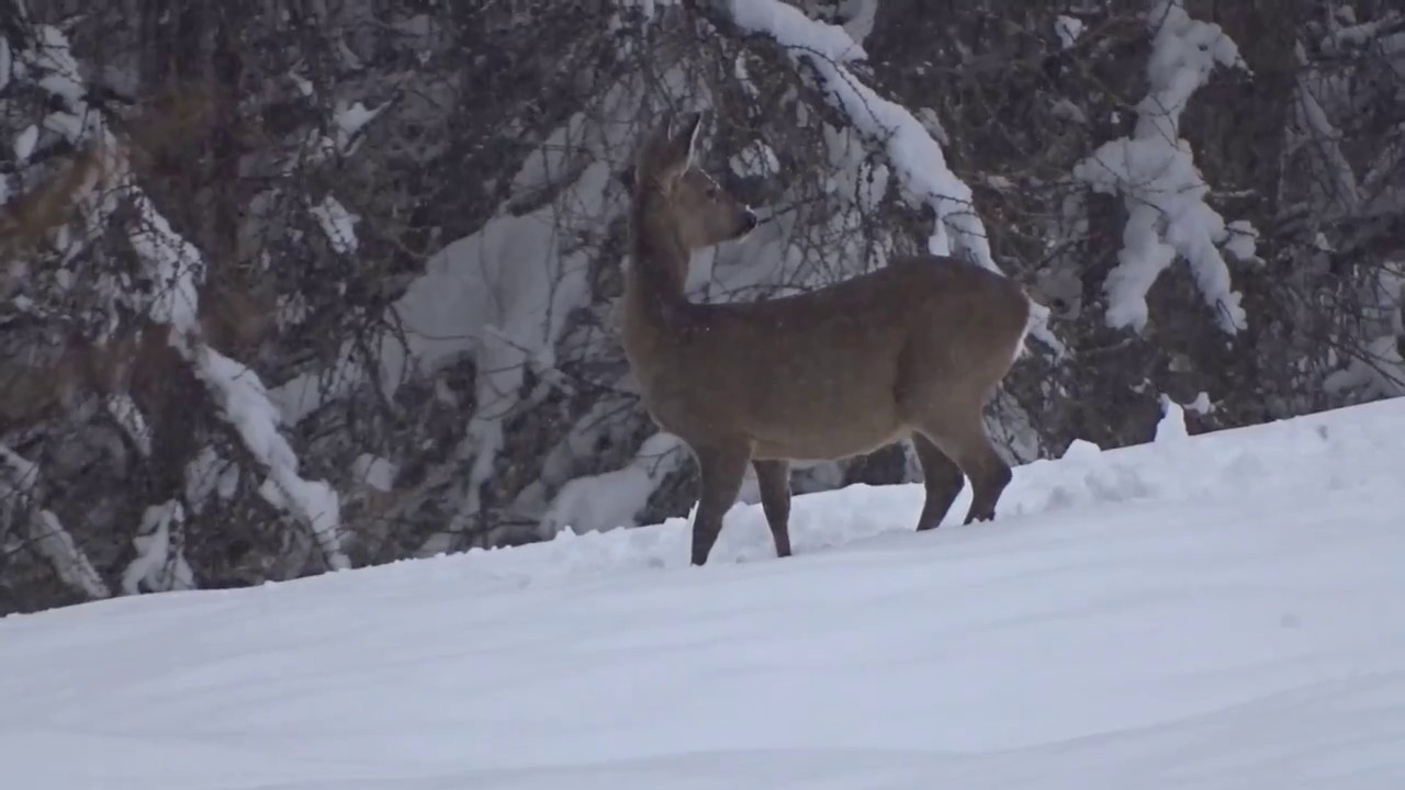 REHE IM WINTER